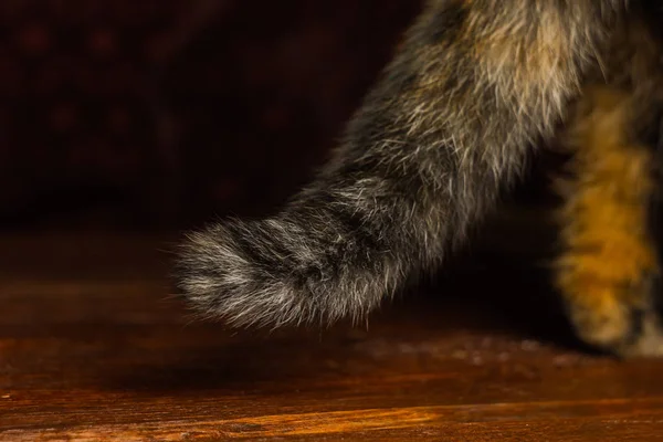 Gato tricolor sentado em uma mesa de madeira close-up. patas pet macro — Fotografia de Stock