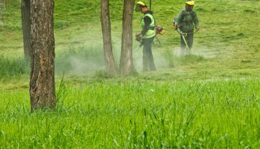 açık yeşil üniforma ve maskeler güneşli bir yaz gününde El Benzin Çim biçme makineleri ile bir parkta çim biçme kamu belediye işçileri bir grup. park alanının bakımı