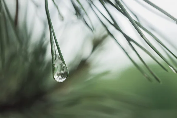 雨が松の木のクローズアップの松の針のペアの間で凍結した後の露の滴。コピースペース — ストック写真