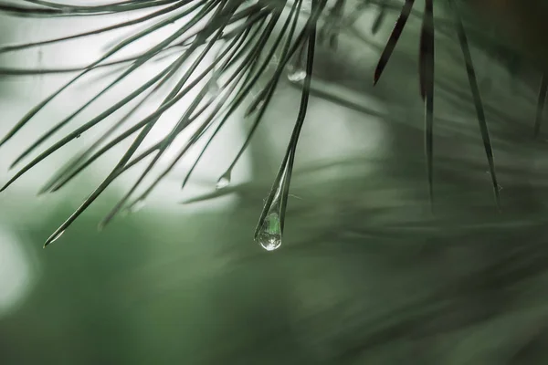 Une goutte de rosée après le gel de la pluie entre les paires d'aiguilles de pin sur un pin gros plan. espace de copie — Photo