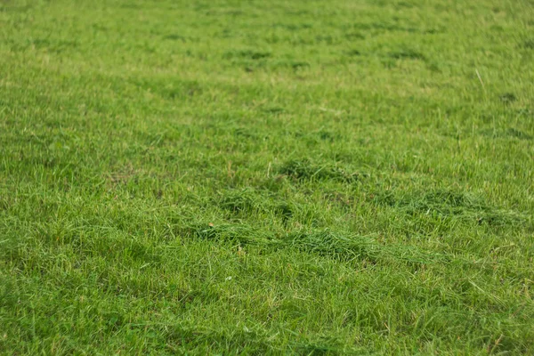 若い緑の芝生のテクスチャをクローズアップ。地面に草を育てる — ストック写真