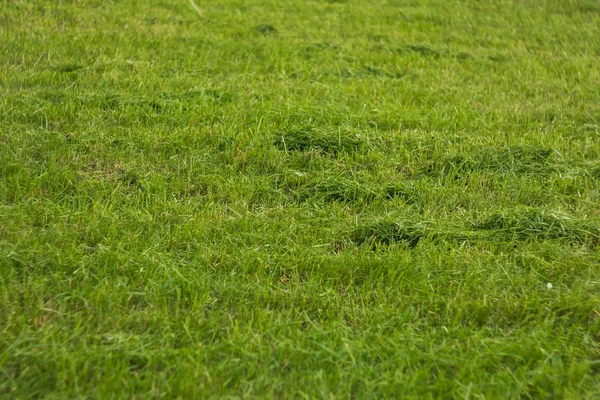 若い緑の芝生のテクスチャをクローズアップ。地面に草を育てる — ストック写真