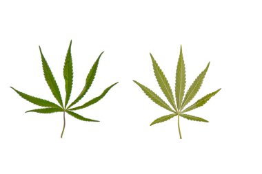 yeşil kenevir beyaz arka plan üst görünümünde izole yaprakları. esrar çalı