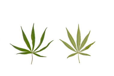 yeşil kenevir beyaz arka plan üst görünümünde izole yaprakları. esrar çalı