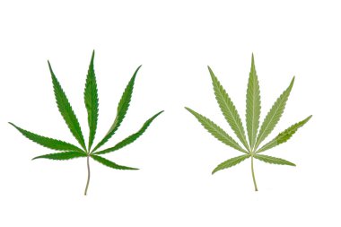 yeşil kenevir beyaz arka plan üst görünümünde izole yaprakları. esrar çalı