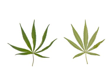 yeşil kenevir beyaz arka plan üst görünümünde izole yaprakları. esrar çalı
