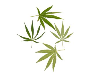 yeşil kenevir beyaz arka plan üst görünümünde izole yaprakları. esrar çalı