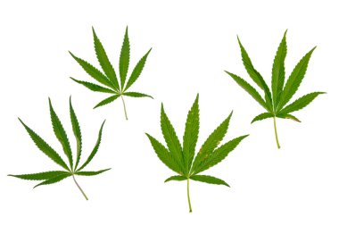 yeşil kenevir beyaz arka plan üst görünümünde izole yaprakları. esrar çalı