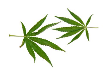 yeşil kenevir beyaz arka plan üst görünümünde izole yaprakları. esrar çalı
