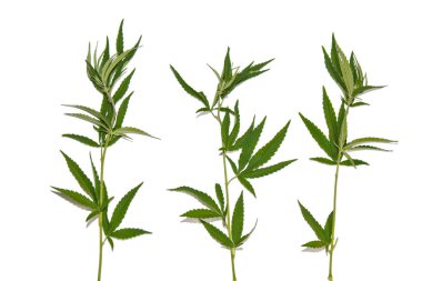 yeşil kenevir beyaz arka plan üst görünümünde izole yaprakları. esrar çalı