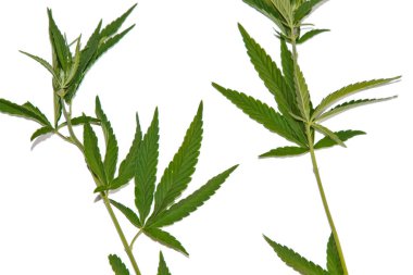 yeşil kenevir beyaz arka plan üst görünümünde izole yaprakları. esrar çalı