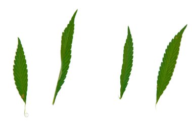 yeşil kenevir beyaz arka plan üst görünümünde izole yaprakları. esrar çalı