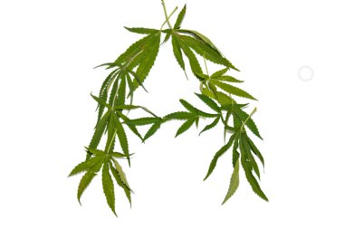 yeşil kenevir beyaz arka plan üst görünümünde izole yaprakları. esrar çalı