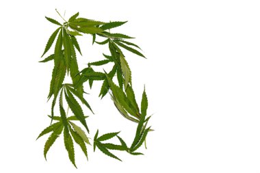 yeşil kenevir beyaz arka plan üst görünümünde izole yaprakları. esrar çalı