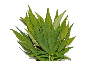 yeşil kenevir beyaz arka plan üst görünümünde izole yaprakları. esrar çalı