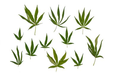 yeşil kenevir beyaz arka plan üst görünümünde izole yaprakları. esrar çalı