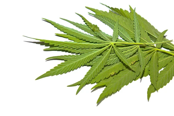 Hojas de cáñamo verde aisladas sobre fondo blanco vista superior. arbusto de cannabis —  Fotos de Stock