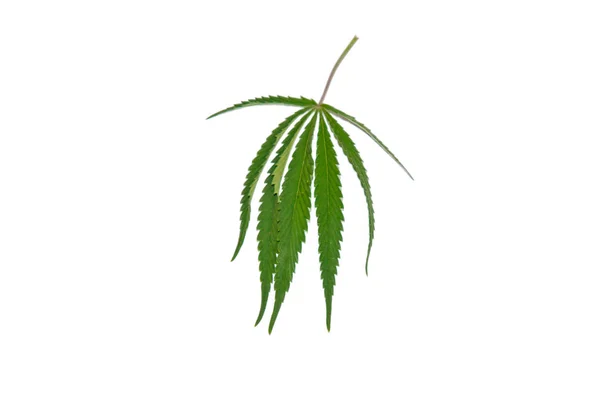Folhas de cânhamo verde isolado no fundo branco vista superior. arbusto de cannabis — Fotografia de Stock