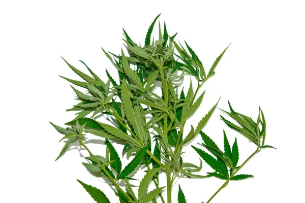 녹색 대마는 흰색 배경 상단보기에 고립 된 잎. 대마초 부시 — 스톡 사진