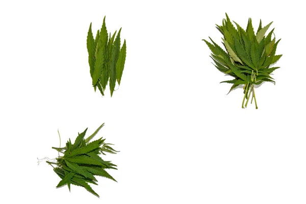 녹색 대마는 흰색 배경 상단보기에 고립 된 잎. 대마초 부시 — 스톡 사진