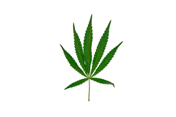 绿色大麻叶孤立在白色背景顶视图。大麻灌木 — 图库照片