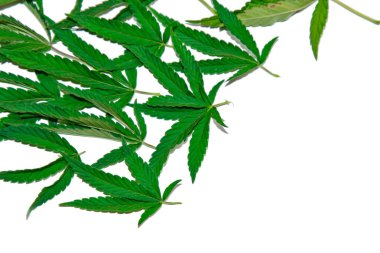 yeşil kenevir beyaz arka plan üst görünümünde izole yaprakları. esrar çalı