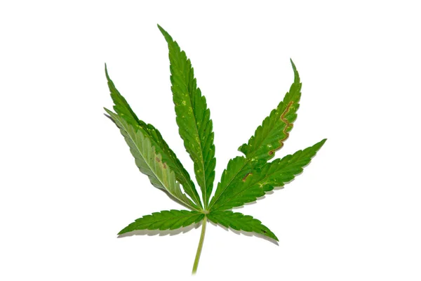绿色大麻叶孤立在白色背景顶视图。大麻灌木 — 图库照片