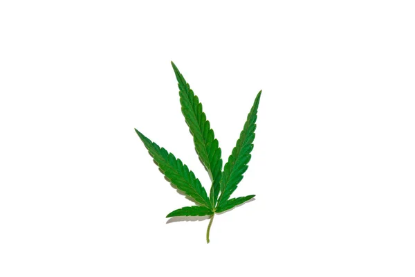 Зелене листя конопель ізольоване на білому тлі зверху. кущ канабісу — стокове фото