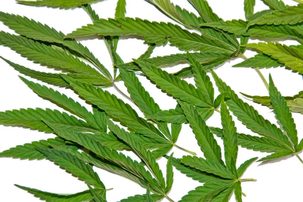 Hojas de cáñamo verde aisladas sobre fondo blanco vista superior. arbusto de cannabis — Foto de Stock