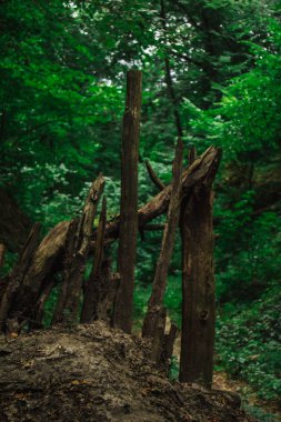 bir yığın halinde yığılmış ölü kuru ağaçların günlükleri. yaz aylarında orman bitkileri. yaban hayatı manzara
