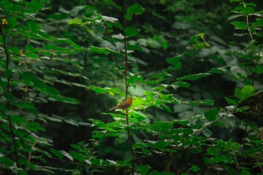 küçük bir kuş yoğun çalılıklarda bir dal üzerinde oturur. yaz aylarında orman bitkileri. yaban hayatı manzara