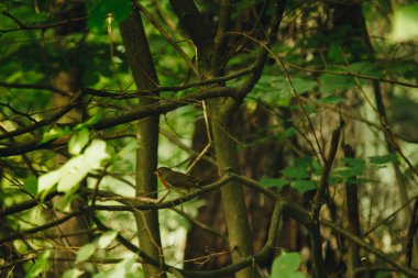 küçük bir kuş yoğun çalılıklarda bir dal üzerinde oturur. yaz aylarında orman bitkileri. yaban hayatı manzara