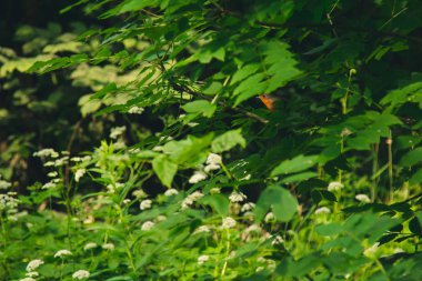 küçük bir kuş yoğun çalılıklarda bir dal üzerinde oturur. yaz aylarında orman bitkileri. yaban hayatı manzara