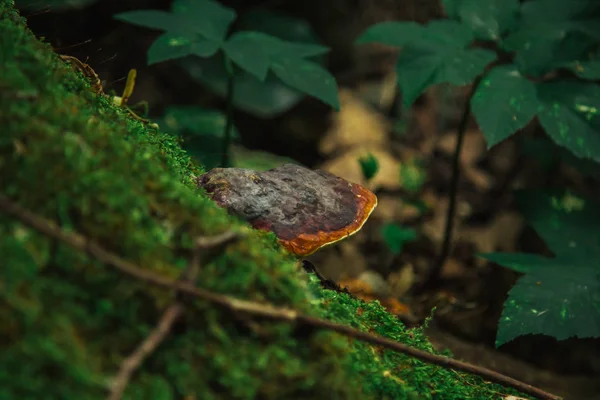 O cogumelo, o líquen e o musgo verde crescem em um tronco de um close-up de árvore caído. floresta no verão — Fotografia de Stock
