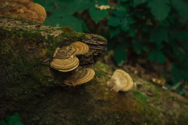 O cogumelo, o líquen e o musgo verde crescem em um tronco de um close-up de árvore caído. floresta no verão — Fotografia de Stock