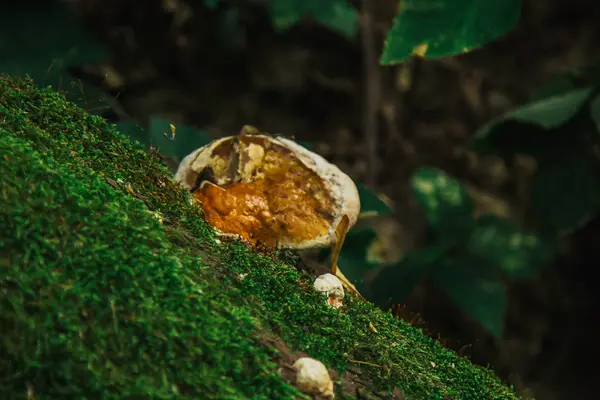 O cogumelo, o líquen e o musgo verde crescem em um tronco de um close-up de árvore caído. floresta no verão — Fotografia de Stock