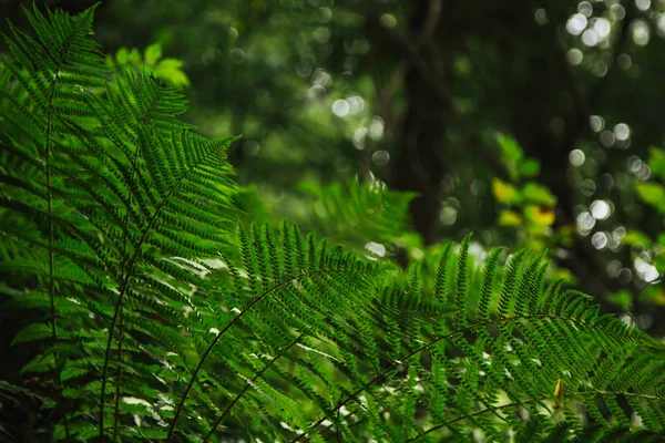 大叶的绿色植物特写。夏季的森林植物 — 图库照片