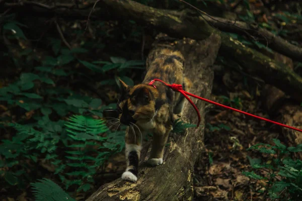 Tricolor katt promenader i skogen på eftermiddagen på sommaren med en röd koppel. sällskapsdjur i det vilda — Stockfoto