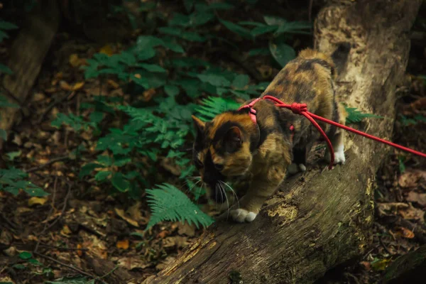 Gato tricolor camina en el bosque por la tarde en el verano con una correa roja. mascota en la naturaleza — Foto de Stock