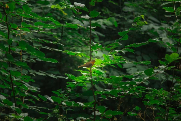 Um pequeno pássaro senta-se em um ramo em moitas densas. plantas florestais no verão. paisagem de vida selvagem — Fotografia de Stock