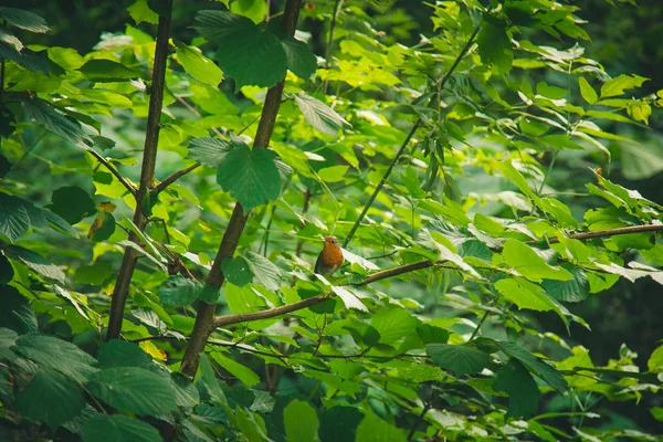 Um pequeno pássaro senta-se em um ramo em moitas densas. plantas florestais no verão. paisagem de vida selvagem — Fotografia de Stock