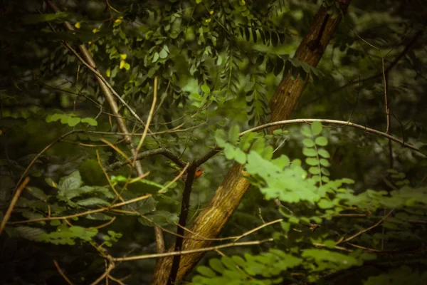 Um pequeno pássaro senta-se em um ramo em moitas densas. plantas florestais no verão. paisagem de vida selvagem — Fotografia de Stock