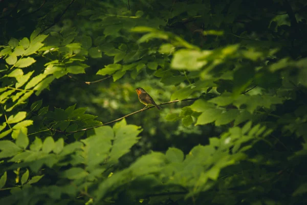 一只小鸟坐在茂密的灌木丛中的树枝上。森林植物在夏天。野生动物景观 — 图库照片