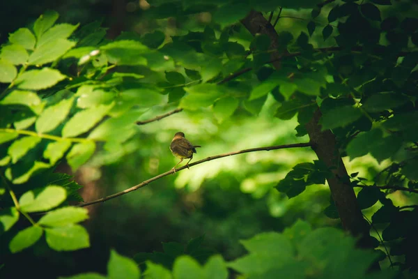 一只小鸟坐在茂密的灌木丛中的树枝上。森林植物在夏天。野生动物景观 — 图库照片