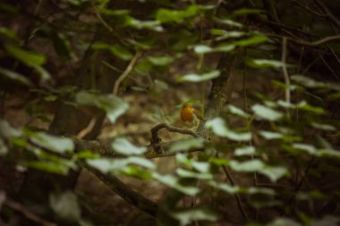 küçük bir kuş yoğun çalılıklarda bir dal üzerinde oturur. yaz aylarında orman bitkileri. yaban hayatı manzara