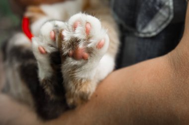 tricolor cat's paws closeup on blurred background. pads and claws macro clipart