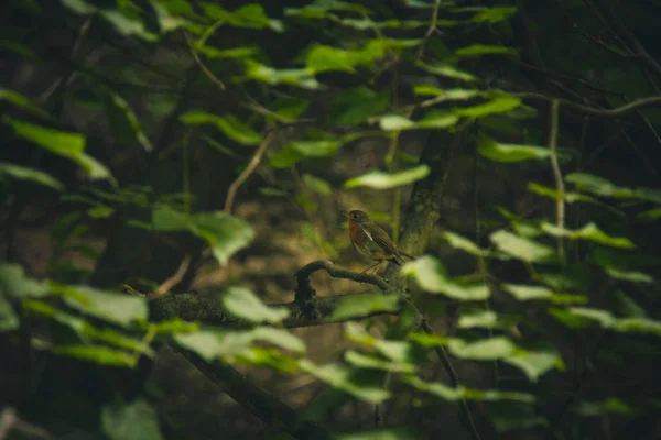 Ein kleiner Vogel sitzt auf einem Ast in dichtem Dickicht. Waldpflanzen im Sommer. Wildnislandschaft — Stockfoto