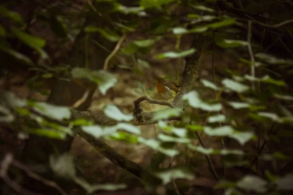Ein kleiner Vogel sitzt auf einem Ast in dichtem Dickicht. Waldpflanzen im Sommer. Wildnislandschaft — Stockfoto