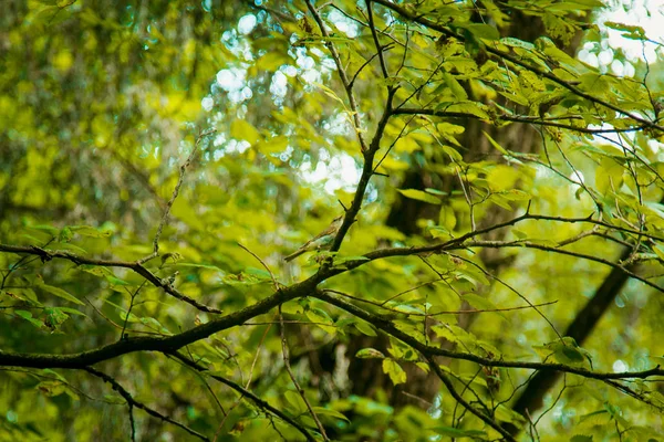 En liten fågel sitter på en gren i täta snår. skogsplantor på sommaren. Wildlife landskap — Stockfoto