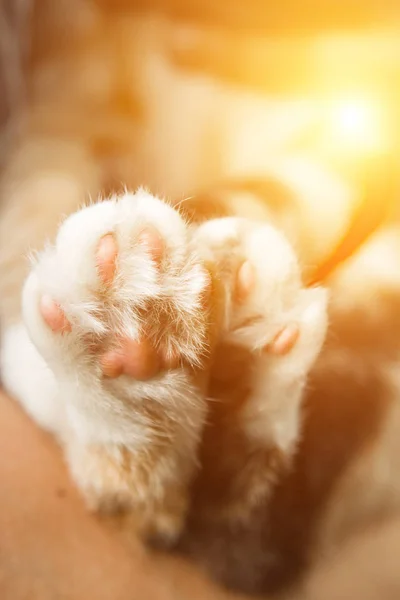 Dreifarbige Katzenpfoten in Großaufnahme auf verschwommenem Hintergrund. Pads und Krallen Makro — Stockfoto